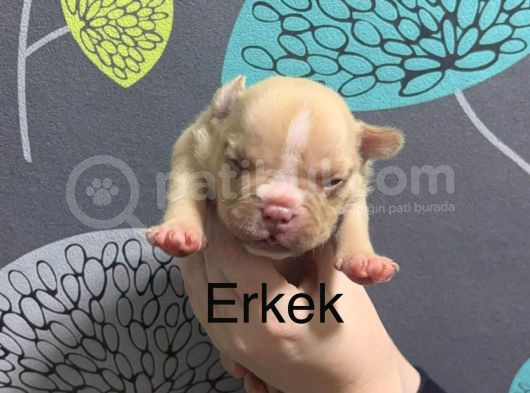 Exotic Bully Yavrulari görsel