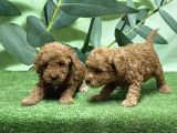 Toy Poodle Yavru