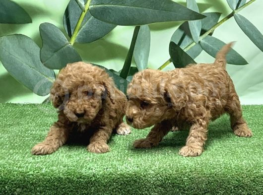 Toy Poodle Yavru görsel