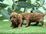 Toy Poodle Yavru