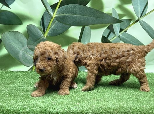 Toy Poodle Yavru görsel