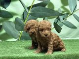 Toy Poodle Yavru