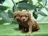Toy Poodle Yavru