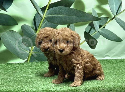 Toy Poodle Yavru görsel