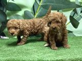 Toy Poodle Yavru