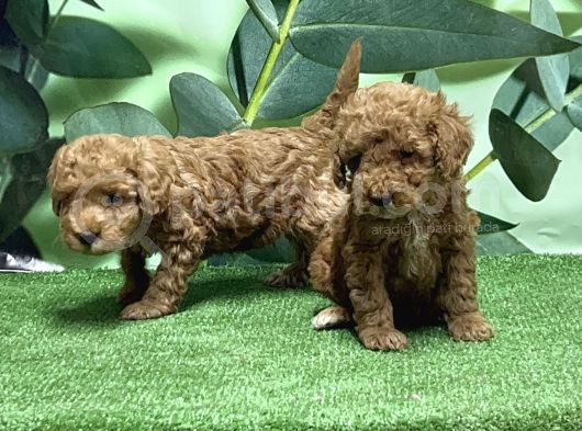 Toy Poodle Yavru