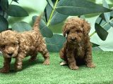 Toy Poodle Yavru