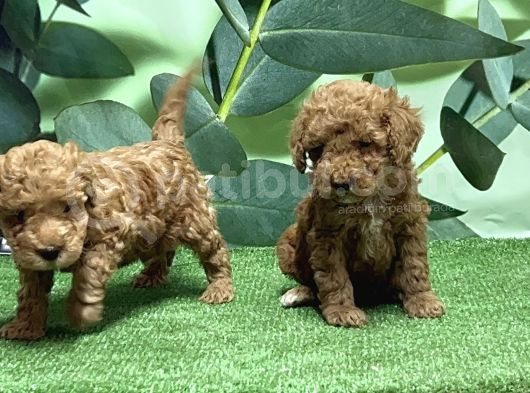 Toy Poodle Yavru görsel