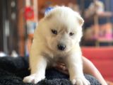 Burkem ailemizden kar topları samoyed