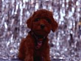 Toy Poodle  Sevecen Küçük Yavrular