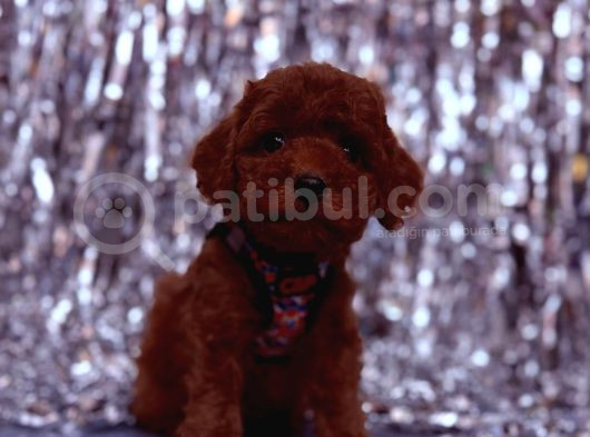Toy Poodle  Sevecen Küçük Yavrular görsel