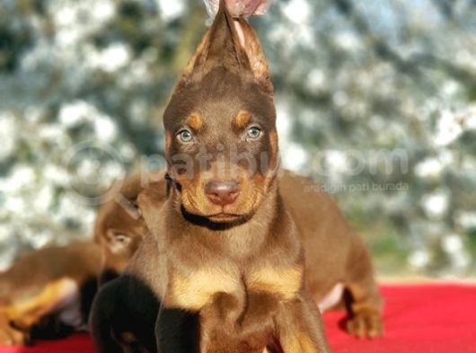 Ki̇ng Doberman Yavru