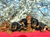Ki̇ng Doberman Yavru
