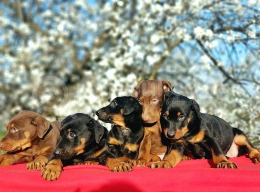Ki̇ng Doberman Yavru görsel