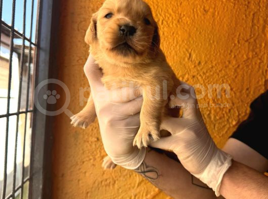 Burkem Ailesinden Hayat Dostunuz Golden görsel