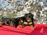 Ki̇ng Doberman Yavru