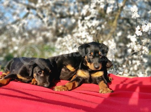 Ki̇ng Doberman Yavru görsel