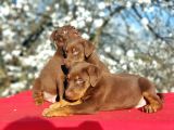 Ki̇ng Doberman Yavru