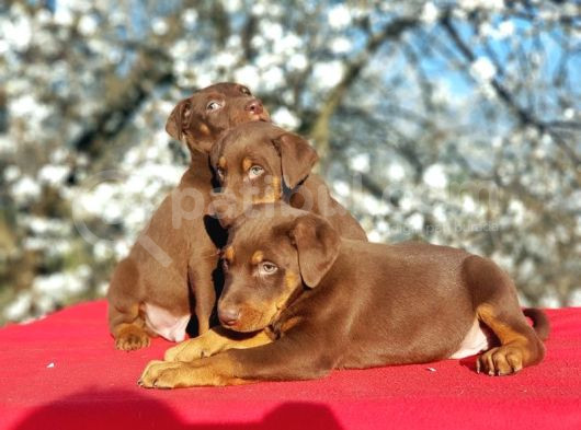 Ki̇ng Doberman Yavru görsel