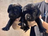 Burkem Ailesinden A Kalite Labrador Bebeklerimiz