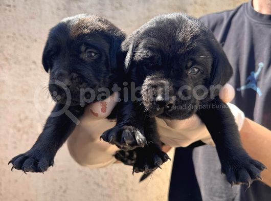 Burkem Ailesinden A Kalite Labrador Bebeklerimiz görsel
