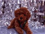 TOY POODLE  SEVECEN KÜÇÜK YAVRULAR