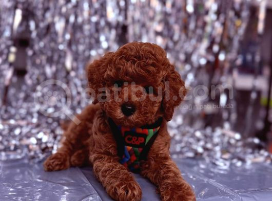 Toy Poodle  Sevecen Küçük Yavrular