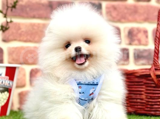 Pomerian Boo Sevimli Ayicik Surat Yavrular