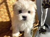 1kg250gr micro maltipoo uygun