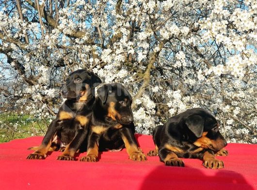 Ki̇ng Doberman Yavru görsel