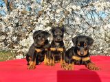 Ki̇ng Doberman Yavru