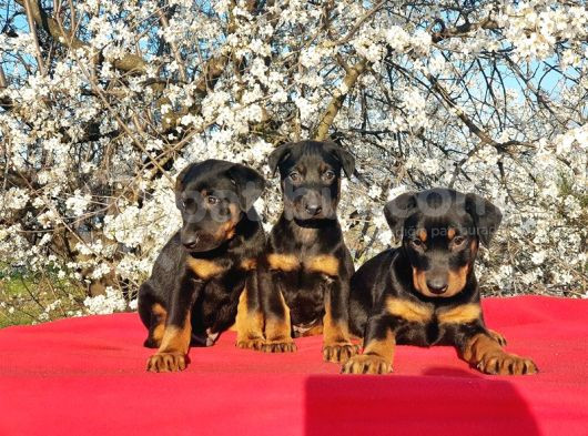 Ki̇ng Doberman Yavru görsel