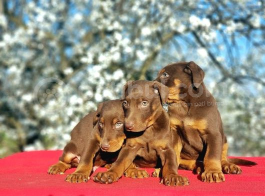 Ki̇ng Doberman Yavru görsel