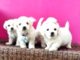 MALTESE TERRİER YAVRU