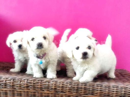 Maltese Terri̇er Yavru