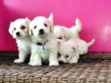 Maltese Terri̇er Yavru