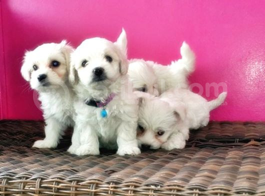 Maltese Terri̇er Yavru görsel