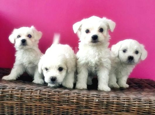 Maltese Terri̇er Yavru görsel