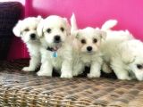 Maltese Terri̇er Yavru