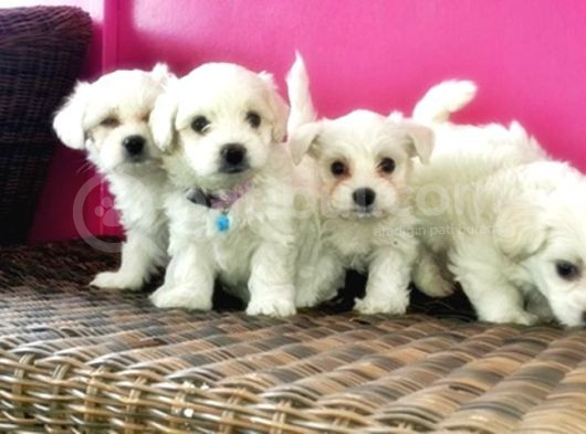 Maltese Terri̇er Yavru görsel