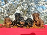 Ki̇ng Doberman Yavru