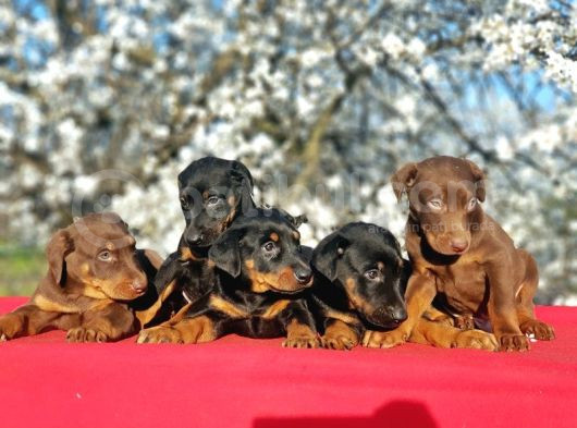 Ki̇ng Doberman Yavru görsel