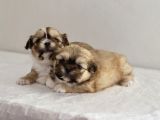 MİNİ BOY SHIHTZU BEBEKLERİM