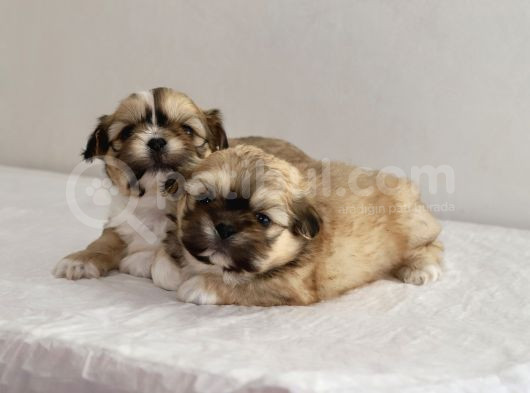 Mi̇ni̇ Boy Shihtzu Bebekleri̇m
