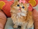 British Longhair Golden Prenses