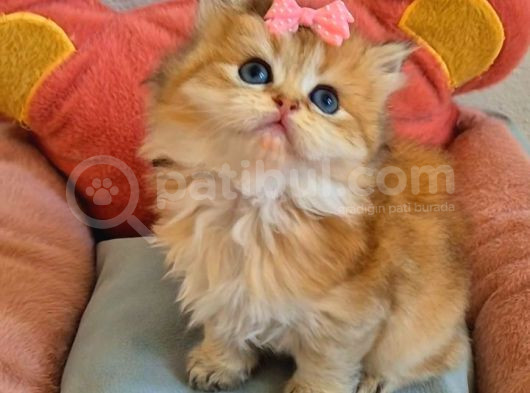 British Longhair Golden Prenses