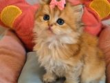 British Longhair Golden Prenses