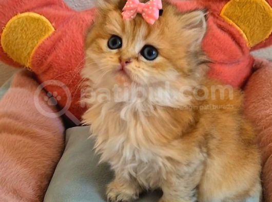British Longhair Golden Prenses görsel