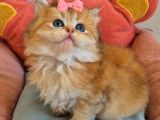 British Longhair Golden Prenses