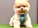 POMERIAN AYICIK SURAT MİNİK TATLI YAVRULAR